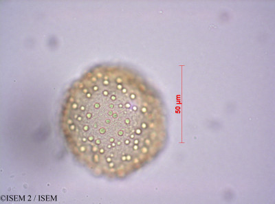 ISEM 2/Cynometra_fischeri_43187/Cynometra_fischeri_43187_0001(copy)_thumb.jpg